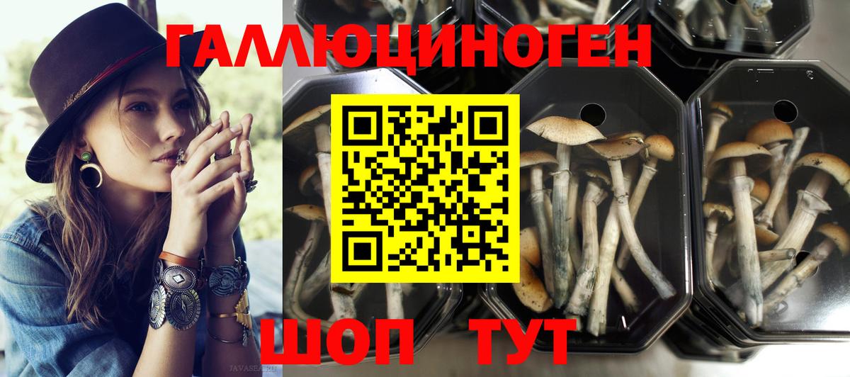 дарнет шоп  Вход с VPN  Челябинск  Псилоцибиновые грибы GOLDEN TEACHER 